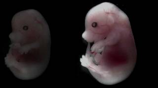 Mouse embryo developing over time [upl. by Odelia]