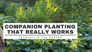 COMPANION PLANTING that REALLY WORKS Growing in the Garden [upl. by Annais]