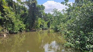 DONT SWIM HERE Daintree to Cairns THE BIG LAP episode 24 [upl. by Ardnuahsal58]