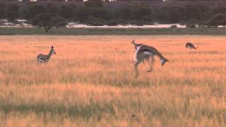 jumping springbok [upl. by Ingles349]