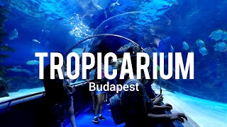 Tropicarium Budapest [upl. by Arykahs]