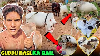 Shahar Ki Maweshi Mandi Mein guddu nasl ke Bail A Gaye 🐂😅 [upl. by Morry]