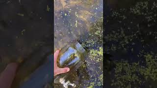 Cleveland Metro Park Pond Water Jar Experiment [upl. by Sral]