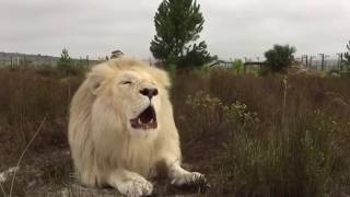 White lion roar in South Africa [upl. by Codi]