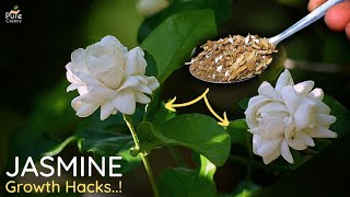 Top 5 JASMINE Growing Tips For Maximum Flowering [upl. by Millan]