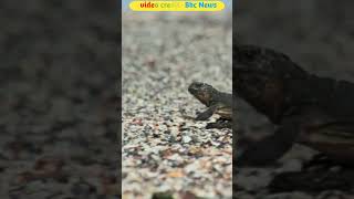 iguana vs snake fact facts spacefacts factsinhindi gk amazingfacts factsmine knowledgeviral [upl. by Yde]