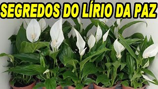 SEGREDOS DO LÍRIO DA PAZ e Dicas de Cultivo [upl. by Dione]