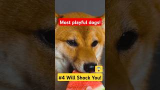 Top 5 Most Playful Dog Breeds 🐶 4 Will Surprise You dogshorts dog doglovers dogvideos dogs [upl. by Ahsiekan]