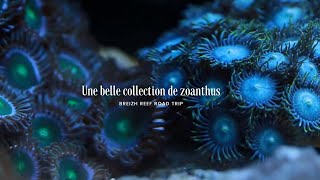 Une belle collection de zoanthusavi [upl. by Egag]