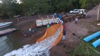 Soltura de peixes nativos  Rio São Lourenço [upl. by Arualana966]