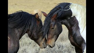 North Americas Wild Horses [upl. by Hamehseer]