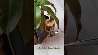 Feeding my Nepenthes a beautiful Moth 🦋 nepenthesplant pitcherplants carnivorousplants nepenthes [upl. by Labinnah]