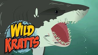 Wild Kratts  The Great White Shark  NATURE [upl. by Ttenna]