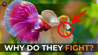 Siamese Fighting Fish Betta Splendid Facts You Never Knew [upl. by Katey]