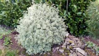 Pittosporum silver queen [upl. by Nitsir577]