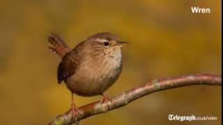 Birdsong for beginners [upl. by Bouchier148]