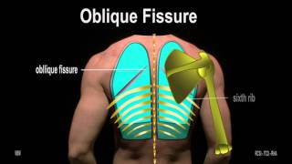 The Pleurae and Pleural Fluid [upl. by Pernell]