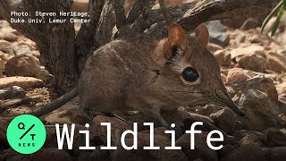 Elephant Shrew Species Rediscovered in Djibouti After 50 Years [upl. by Lyrehc81]