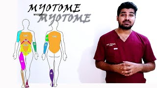 Myotomes Myotomes made easy to understand  How to remember Myotomes easily clinicaltalks [upl. by Ermanno]