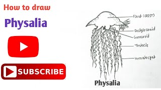 How to draw Physalia  Physalia Diagram  Phylum Coelenterata  coelenterata physalia diagram [upl. by Aldas]