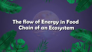 Bio 12  Chapter 25  The flow of Energy in Food Chain of an Ecosystem  Hindi  Urdu [upl. by Kachine260]