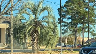 Just Arrived in Columbia to a Welcome Sight a MASSIVE Pindo Palm [upl. by Dlarrej176]