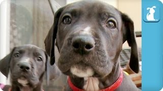 80 Seconds of Amazing Great Dane Puppies [upl. by Edahs129]