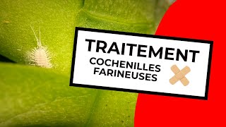 TRAITEMENT COCHENILLES FARINEUSES  MEALYBUG TREATMENT [upl. by Hunt]