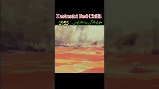 Kashmiri red chilli mirch drying 1955 shorts shortsfeed shortsvideo kashmir kashmiri redchilli [upl. by Kram]