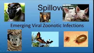 042214 Spillover Emerging Viral Zoonotic Infections [upl. by Llewej910]