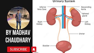 🔥URINARY SYSTEM🔥LECTURE1ANATOMY AND PHYSIOLOGY OF URINARY SYSTEMmadhavchaudhary anatomy youtube [upl. by Abisha]