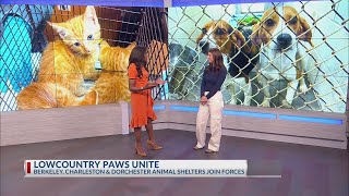 Lowcountry Paws Unite local animal shelters join forces [upl. by Kcirevam]