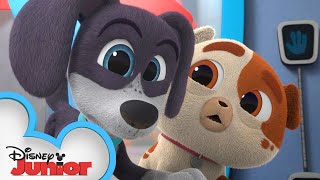 Mo amp Auggie  Puppy Dog Pals  disneyjr [upl. by Ybba292]