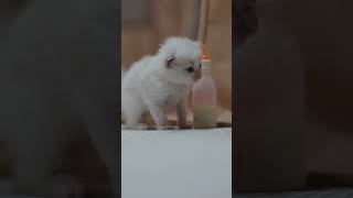 Little ragdoll kitten 20days only [upl. by Asikal964]