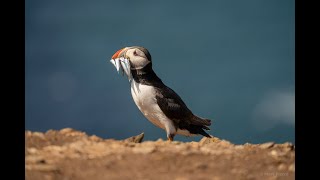 FIRST VISIT TO SKOMER ISLAND TO SEE THE PUFFINS41000 OF THEM [upl. by Emiatej]