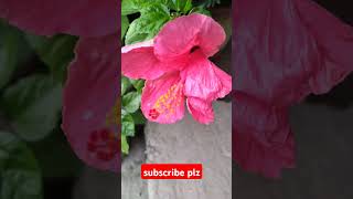 আসসালামু আলাইকুম সকলে ফুলের শুভেচ্ছা mychannel savlogs shortvideoviral [upl. by Desberg]