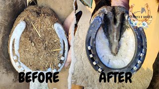 Severely overgrown hoof trim SATISFYING FARRIER work [upl. by Knepper689]