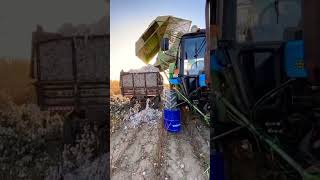 МТЗ 80X agric farming agristar memes agricos agriculturefarming ghost agricoss agrimotor [upl. by Deehahs]