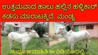 ಉತ್ತಮವಾದ ಹಾಲು ಹಲ್ಲಿನ ಹಳ್ಳಿಕಾರ್ ಕಡಸುTop Hallikar Female calf  hallikarcows desicow hallikar [upl. by Esikram]