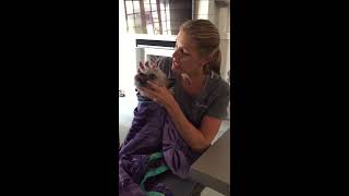 Veterinary Learning Series eye medication demonstration [upl. by Andriette]