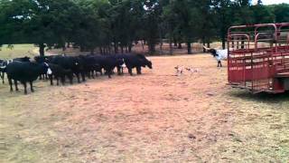 Blackmouth cur pups working cattle 2 [upl. by Kired]