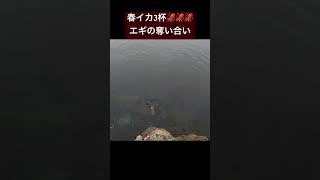 【エギング】3杯のイカにエギの奪い合いさせてみた🦑🦑🦑釣り エギング fishing アオリイカ [upl. by Reichel]