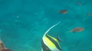 Blackfin Chromis and Moorish Idol [upl. by Nagram735]