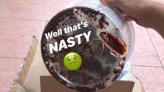 Unboxing a BUNCH of COCKROACHES  Gone NASTY [upl. by Sirrah]