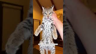 Rescue a baby bobcat animalshorts shortvideo animalrescue [upl. by Nelon]