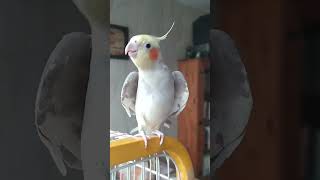 macaw parrotalexander parrot sound [upl. by Aidul]