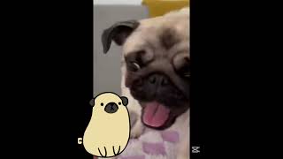 Perro pug [upl. by Lewin]