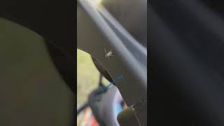 Lamok 🤔 shorts insects asmr canada haha fyp [upl. by Chisholm163]