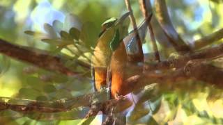 Turquoisebrowed motmot [upl. by Adnama216]