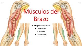 Anatomía  Músculos del Brazo Origen Inserción Inervación Acción Relaciones [upl. by Ynnad302]